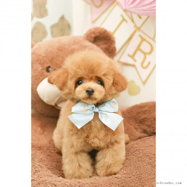 ID：1905-00874の子犬
