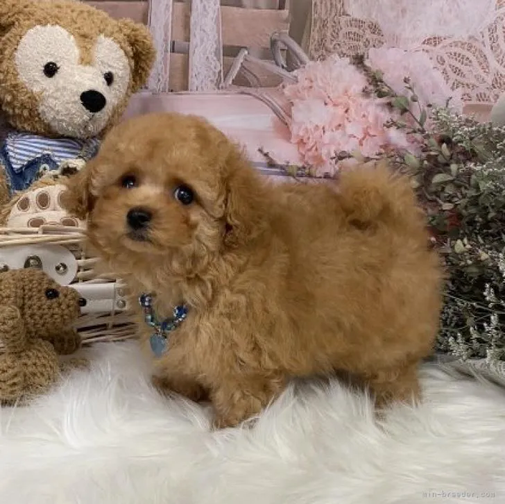 ID:2207-00552の子犬