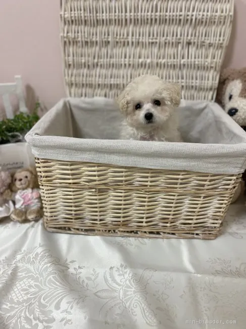 ID：2012-00422の子犬