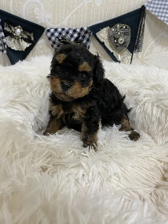 ID：2006-00942の子犬