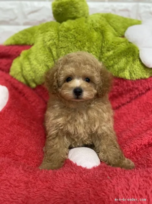 ID：2001-00359の子犬