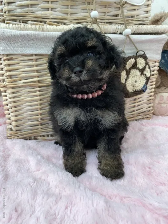 ID：2103-01770の子犬