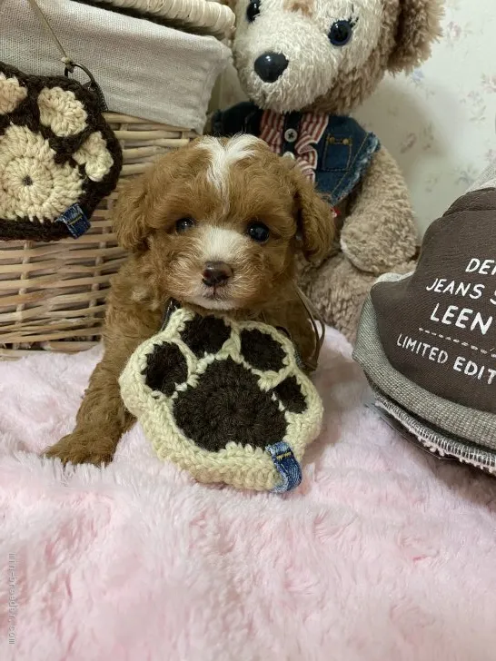 ID:2103-01594の子犬