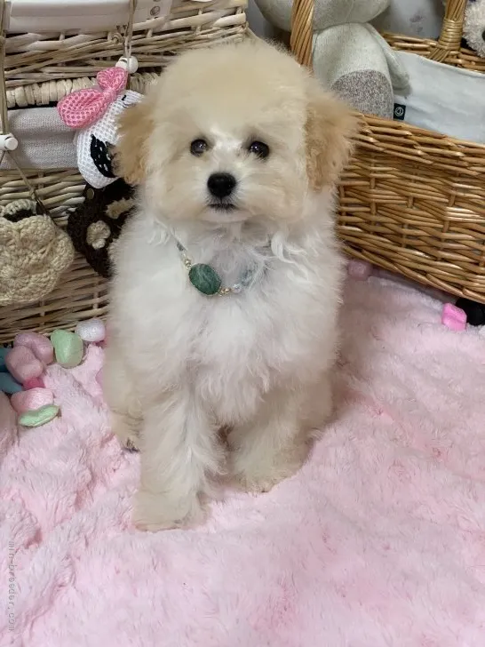 ID:2106-01745の子犬