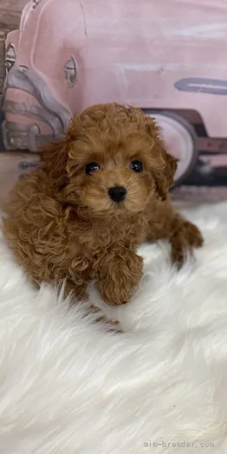 HS 様のお迎えした子犬