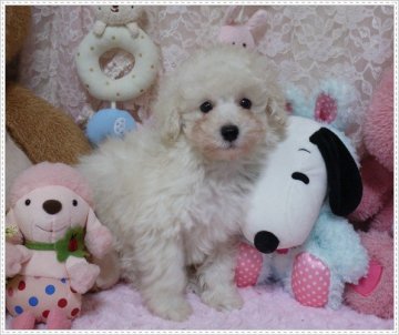 トイプードル(トイ)【島根県・男の子・2012年11月27日・ホワイト】の写真「」