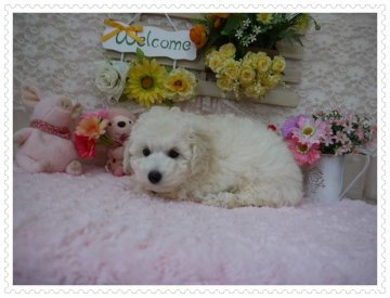 トイプードル(トイ)【島根県・男の子・2014年6月14日・ホワイト】の写真「PRAは発症しませんョ(*^^*)」