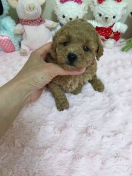 トイプードル(タイニー)【島根県・女の子・2016年5月7日・クリーム】の写真「♡♡♡クリーム色の小顔の可愛いポワールちゃん♡♡♡」