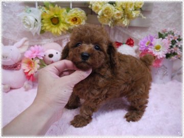 トイプードル(ティーカップ)【島根県・男の子・2014年6月9日・レッド(両親ティーカップ)】の写真「♡♡♡愛くるしいお顔のプリンス君♡♡♡」