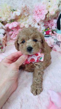 トイプードル(タイニー)【島根県・女の子・2018年2月5日・クリーム】の写真「♡ドワーフのふんわり癒し系の杏ちゃん♡」