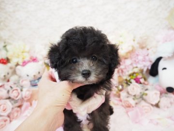 トイプードル(ティーカップ)【島根県・女の子・2017年11月28日・シルバー】の写真「♡ちっちゃくって動きの可愛いあんみつちゃん♡」