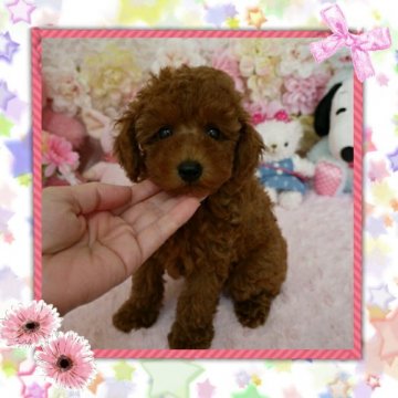 トイプードル(タイニー)【島根県・男の子・2015年3月31日・レッド】の写真「♡♡♡お顔の可愛いぼくちゃんです♡♡♡」
