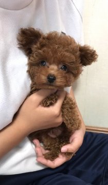 トイプードル(ティーカップ)【島根県・女の子・2017年5月10日・レッド】の写真「♡絶対ティーカップ♡可愛くてたまりません♡」