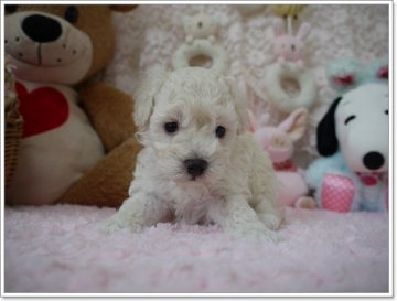 トイプードル(トイ)【島根県・男の子・2013年5月26日・ホワイト】の写真「両親ともPRAノーマル」