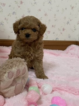 トイプードル(ティーカップ)【島根県・女の子・2021年7月19日・レッド】の写真「♡お目々クリクリでお鼻短く可愛いティーサイ女の子♡」