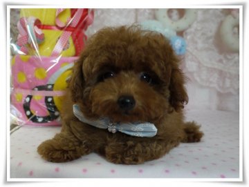 トイプードル(タイニー)【島根県・男の子・2013年6月22日・レッド】の写真「♡♡♡ちっやくって可愛い男の子♡♡♡」