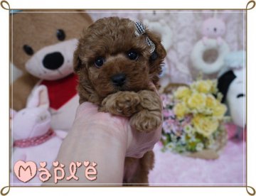 トイプードル(ティーカップ)【島根県・女の子・2013年12月4日・レッド(両親ティーカップ・ティーからちっちゃめタイニー予想)】の写真「❤❤おメメくりくりなお姫様❤❤」