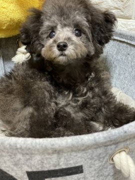 トイプードル(ティーカップ)【島根県・男の子・2019年10月27日・シルバー】の写真「ちっちゃくてかわゆ過ぎる男の子♡
PRAノーマル」