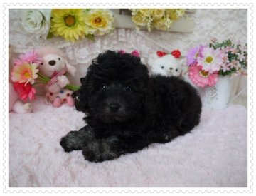 トイプードル(トイ)【島根県・男の子・2014年6月14日・シルバー(ドワーフタイプ)】の写真「胴の詰まった手足の短い男の子♪」