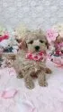タイニープードル【島根県・男の子・2018年2月5日・クリーム】の写真1