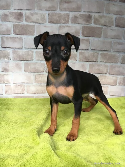 ID：2105-00845の子犬