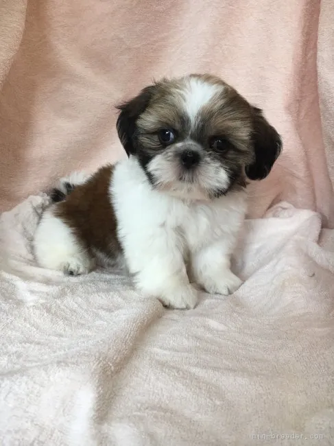 ID：1810-01446の子犬