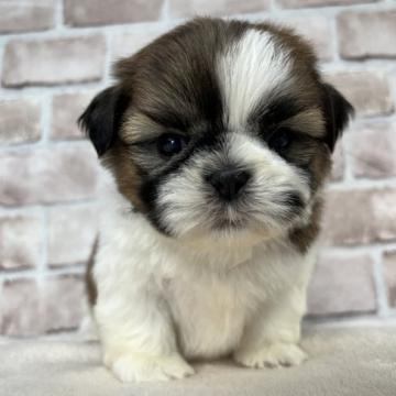 シーズー【埼玉県・男の子・2022年8月10日・ゴールド&ホワイト】の写真「むちむち☆ころころ」