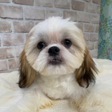 シーズー【埼玉県・男の子・2023年3月6日・ゴールド&ホワイト】の写真「優しく明るい男の子♡」