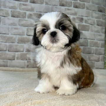 シーズー【埼玉県・男の子・2023年11月22日・ゴールド&ホワイト】の写真「お目目くりくりの可愛い男子♡」