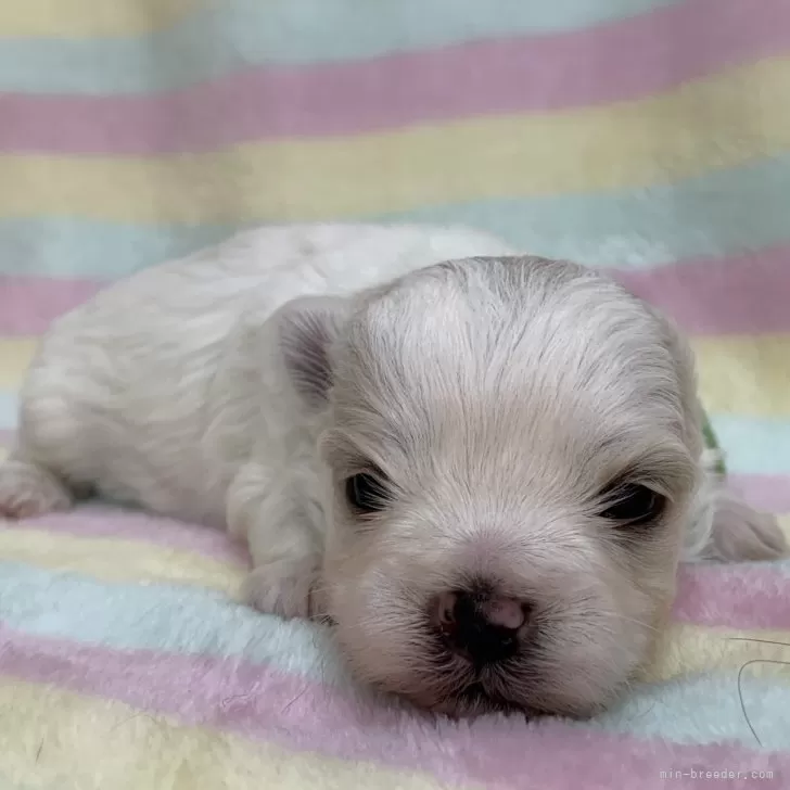 ID:2501-00779の子犬