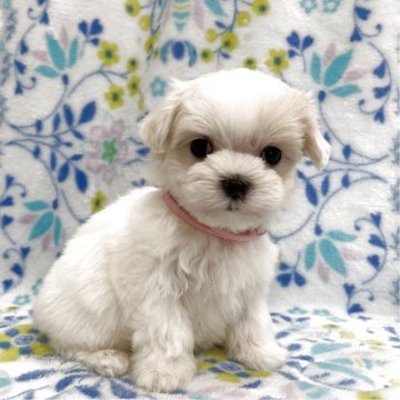 マルチーズ【茨城県・女の子・2025年5月15日・ホワイト】の写真「可愛い女の子♡　」