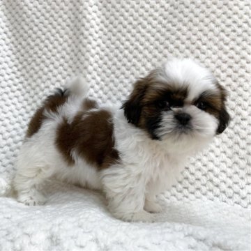 シーズー【茨城県・男の子・2025年10月23日・ホワイト&ゴールド】の写真「可愛い男の子♫」