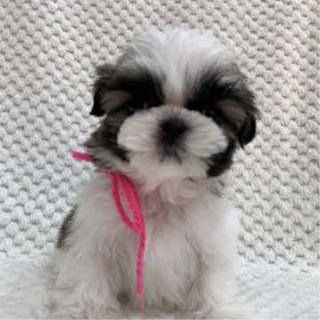 シーズー【茨城県・女の子・2025年10月20日・ホワイト&ゴールド】の写真「可愛い女の子♡」