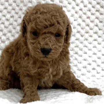 トイプードル(トイ)【茨城県・男の子・2025年11月7日・アプリコット】の写真「可愛い男の子♫」