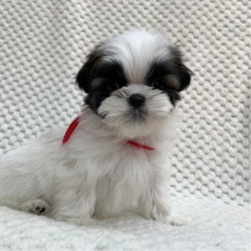 シーズー【茨城県・女の子・2025年10月20日・ホワイト&ゴールド】の写真「可愛い女の子♡」