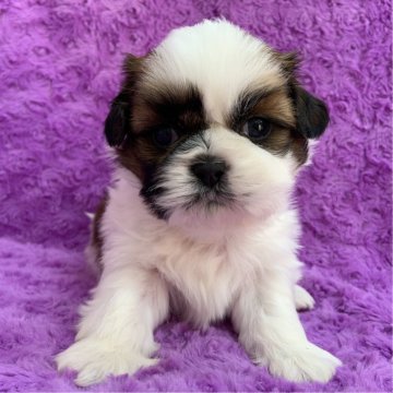 シーズー【茨城県・男の子・2025年10月23日・ホワイト&ゴールド】の写真「可愛い男の子♫」