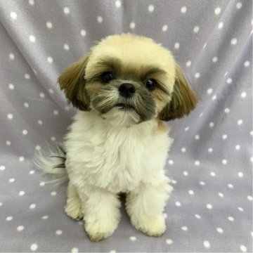 シーズー【茨城県・男の子・2025年1月29日・ホワイト&ゴールド】の写真「小ぶりで可愛い男の子♪」