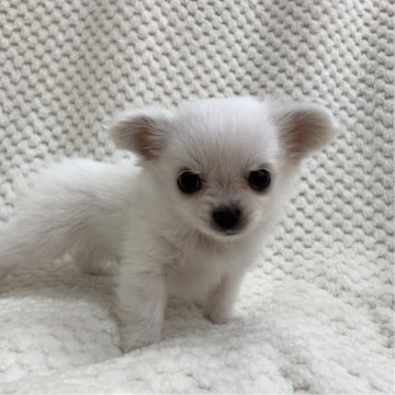 チワワ(ロング)【茨城県・男の子・2025年10月6日・ホワイト】の写真「可愛い男の子♫次男。」