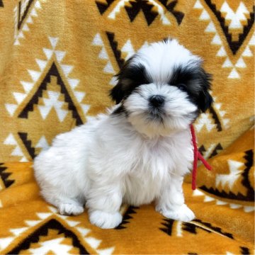 シーズー【茨城県・女の子・2025年10月20日・ホワイト&ゴールド】の写真「可愛い女の子♡」