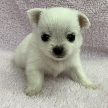 チワワ(ロング)【茨城県・男の子・2025年10月6日・ホワイト】の写真「可愛い男の子♫次男。」