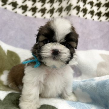 シーズー【茨城県・男の子・2025年10月20日・ホワイト&ゴールド】の写真「可愛い男の子♫」