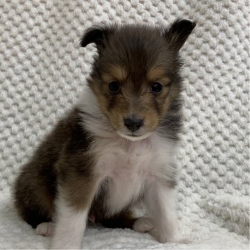 シェットランドシープドッグ【茨城県・男の子・2025年10月27日・セーブル】の写真「ママ似の優しいお顔立ちのイケワンになります♪」