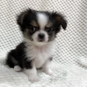 チワワ(ロング)【茨城県・男の子・2025年10月6日・ブラックタン&ホワイト】の写真「可愛い男の子♫」