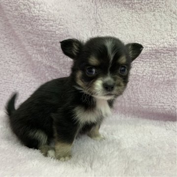 チワワ(ロング)【茨城県・女の子・2025年10月6日・ブラックタン&ホワイト】の写真「可愛い女の子♡」