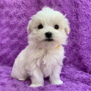 マルチーズ【茨城県・男の子・2025年10月1日・ホワイト】の写真「可愛い男の子♡」
