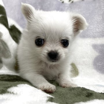 チワワ(ロング)【茨城県・男の子・2025年10月6日・ホワイト】の写真「可愛い男の子♫次男。」