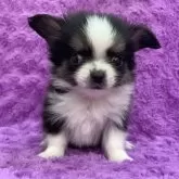 チワワ(ロング)