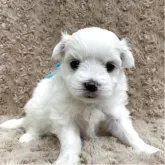 マルチーズ