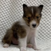 シェットランドシープドッグ