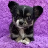 チワワ(ロング)